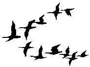 Geese formation